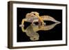 Leopard Gecko-Dikky Oesin-Framed Giclee Print