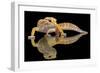 Leopard Gecko-Dikky Oesin-Framed Giclee Print