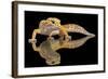 Leopard Gecko-Dikky Oesin-Framed Giclee Print