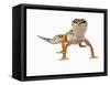 Leopard Gecko-Martin Harvey-Framed Stretched Canvas