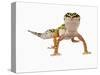 Leopard Gecko-Martin Harvey-Stretched Canvas