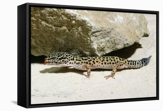 Leopard Gecko-null-Framed Stretched Canvas