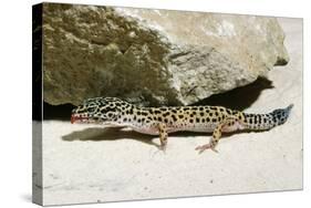 Leopard Gecko-null-Stretched Canvas