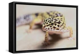 Leopard Gecko-DLILLC-Framed Stretched Canvas