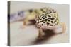 Leopard Gecko-DLILLC-Stretched Canvas