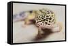 Leopard Gecko-DLILLC-Framed Stretched Canvas