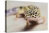 Leopard Gecko-DLILLC-Stretched Canvas