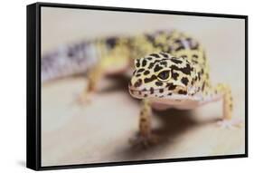 Leopard Gecko-DLILLC-Framed Stretched Canvas