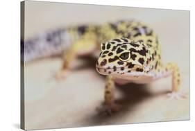 Leopard Gecko-DLILLC-Stretched Canvas