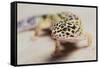 Leopard Gecko-DLILLC-Framed Stretched Canvas