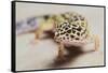 Leopard Gecko-DLILLC-Framed Stretched Canvas