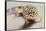 Leopard Gecko-DLILLC-Framed Stretched Canvas