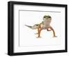 Leopard Gecko-Martin Harvey-Framed Photographic Print