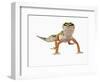 Leopard Gecko-Martin Harvey-Framed Photographic Print