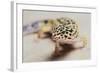 Leopard Gecko-DLILLC-Framed Photographic Print