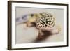 Leopard Gecko-DLILLC-Framed Photographic Print