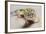 Leopard Gecko-DLILLC-Framed Photographic Print