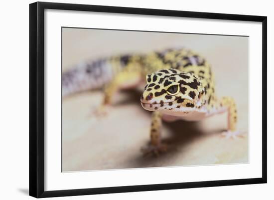 Leopard Gecko-DLILLC-Framed Photographic Print