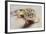 Leopard Gecko-DLILLC-Framed Photographic Print