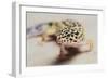 Leopard Gecko-DLILLC-Framed Photographic Print