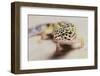 Leopard Gecko-DLILLC-Framed Photographic Print