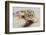 Leopard Gecko-DLILLC-Framed Photographic Print