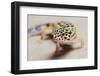 Leopard Gecko-DLILLC-Framed Photographic Print