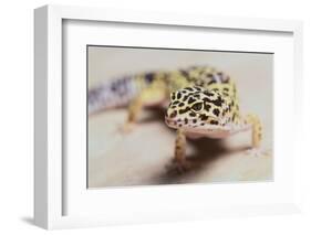 Leopard Gecko-DLILLC-Framed Photographic Print