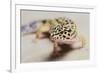 Leopard Gecko-DLILLC-Framed Photographic Print