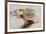 Leopard Gecko-DLILLC-Framed Photographic Print