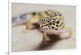 Leopard Gecko-DLILLC-Framed Photographic Print