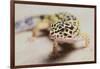 Leopard Gecko-DLILLC-Framed Photographic Print