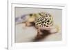 Leopard Gecko-DLILLC-Framed Photographic Print