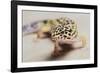 Leopard Gecko-DLILLC-Framed Photographic Print