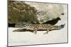 Leopard Gecko-null-Mounted Photographic Print