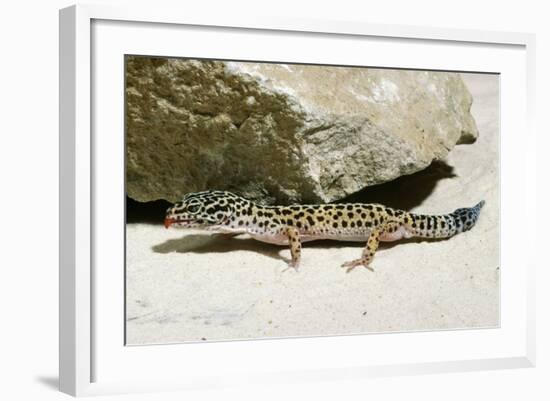 Leopard Gecko-null-Framed Photographic Print