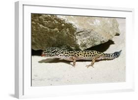 Leopard Gecko-null-Framed Photographic Print