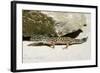 Leopard Gecko-null-Framed Photographic Print