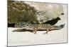 Leopard Gecko-null-Mounted Photographic Print