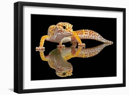 Leopard Gecko-Dikky Oesin-Framed Photographic Print