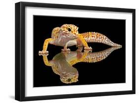 Leopard Gecko-Dikky Oesin-Framed Photographic Print