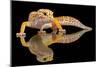 Leopard Gecko-Dikky Oesin-Mounted Photographic Print