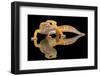 Leopard Gecko-Dikky Oesin-Framed Premium Photographic Print