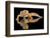 Leopard Gecko-Dikky Oesin-Framed Photographic Print