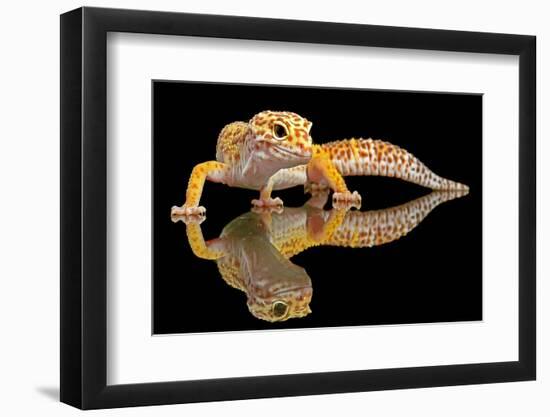 Leopard Gecko-Dikky Oesin-Framed Photographic Print