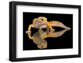 Leopard Gecko-Dikky Oesin-Framed Photographic Print
