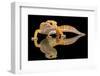 Leopard Gecko-Dikky Oesin-Framed Photographic Print