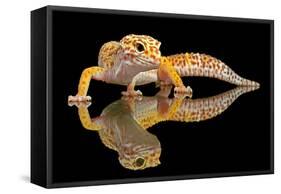 Leopard Gecko-Dikky Oesin-Framed Stretched Canvas