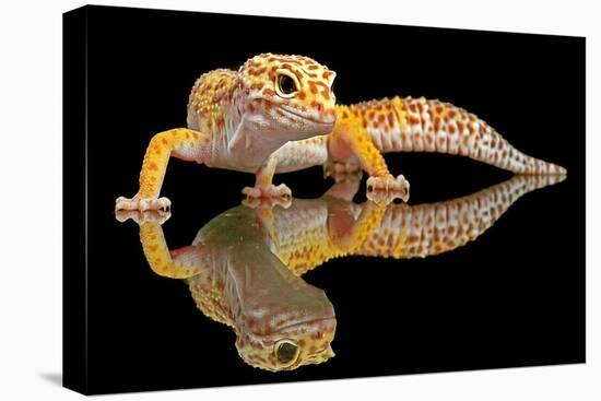 Leopard Gecko-Dikky Oesin-Stretched Canvas