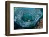 Leopard grouper and Dentex hunting a huge school of Sardines-Franco Banfi-Framed Photographic Print